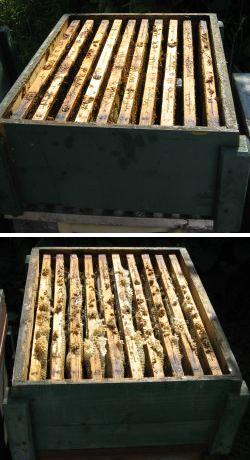 Üres fiók, mézes fiók